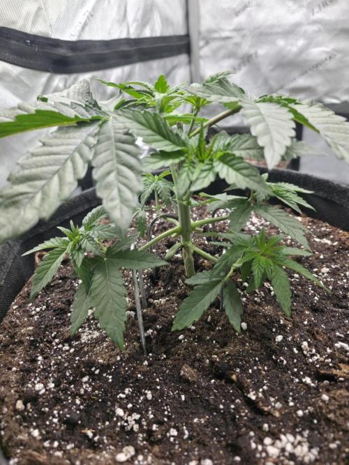 Wizard Trees - Studio Cherry. Week 5 - Day 29