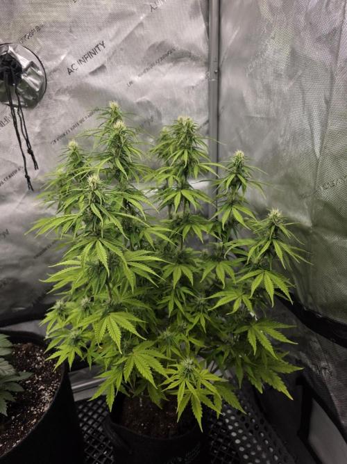 Pandora Auto - Paradise Seeds. Week 10 - Day 65