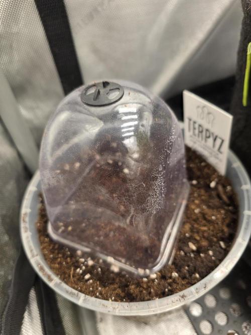 Trop Cherry Gas  - Relentlless. Week 0