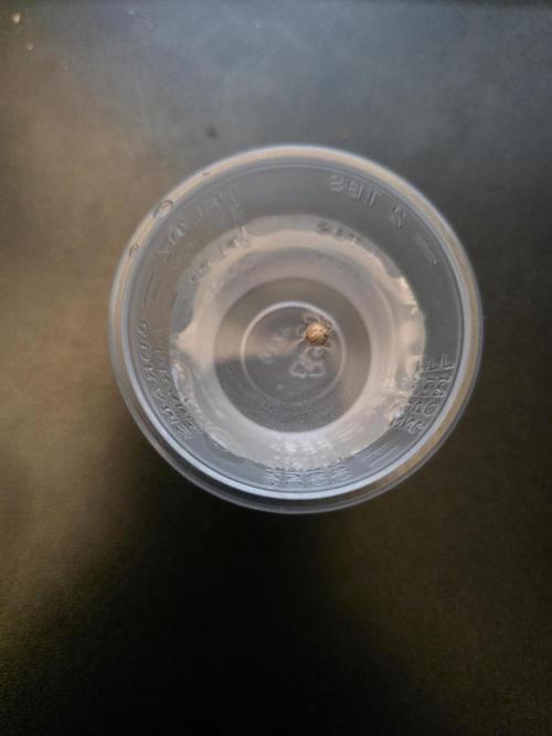 Strawberry Kiss - Mephisto Genetics. Week 0