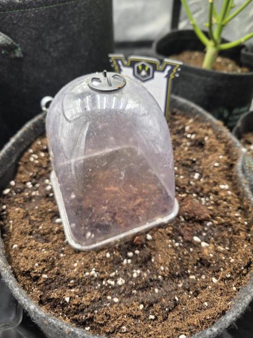 Strawberry Kiss - Mephisto Genetics. Week 0