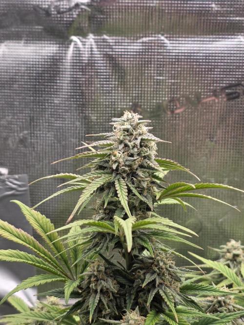 Slamberry - Speedrun Seeds. Week 9 - Day 62