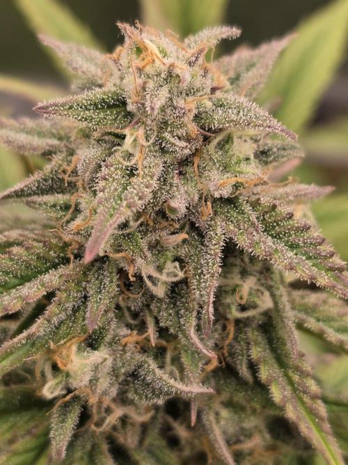 Slamberry - Speedrun Seeds. Week 9 - Day 62