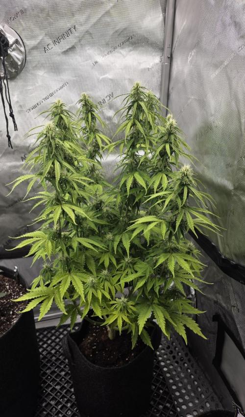 Pandora Auto - Paradise Seeds. Week 10 - Day 66