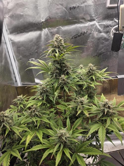 Slamberry - Speedrun Seeds. Week 9 - Day 63