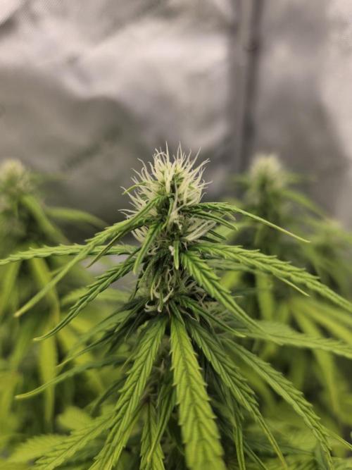 Pandora Auto - Paradise Seeds. Week 10 - Day 67