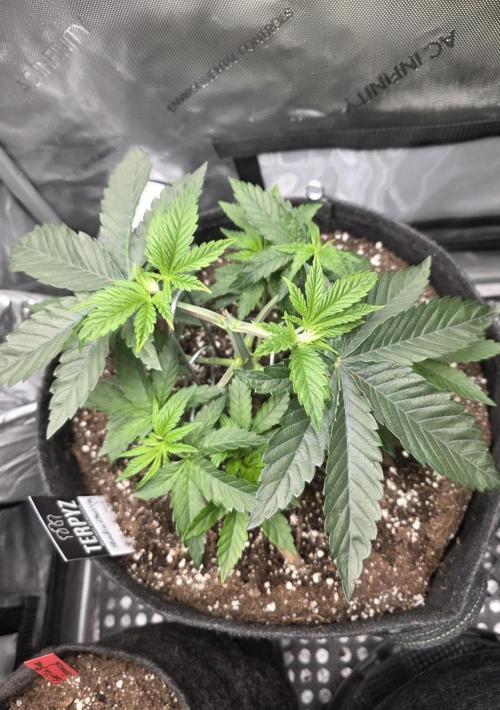 Wizard Trees - Studio Cherry. Week 5 - Day 32