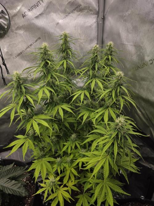 Pandora Auto - Paradise Seeds. Week 10 - Day 68