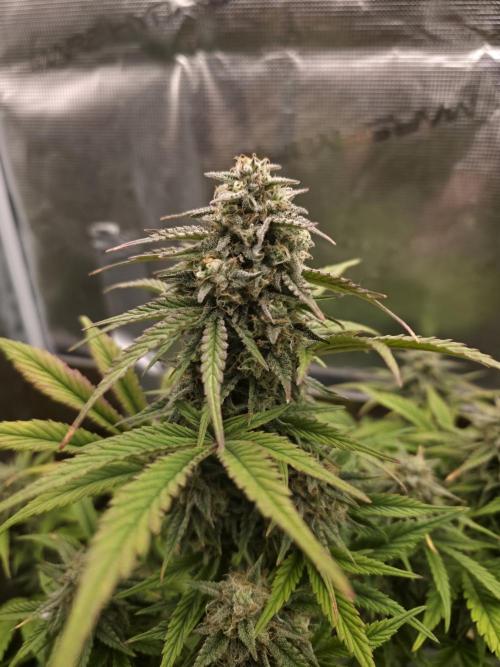 Slamberry - Speedrun Seeds. Week 10 - Day 64