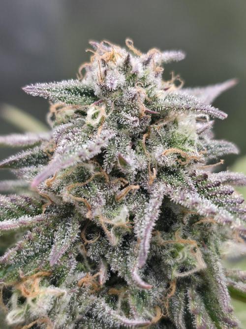 Slamberry - Speedrun Seeds. Week 10 - Day 64