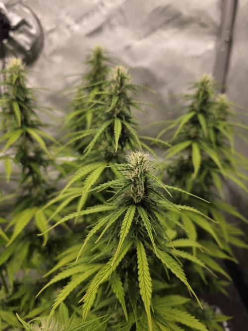 Pandora Auto - Paradise Seeds. Week 10 - Day 69