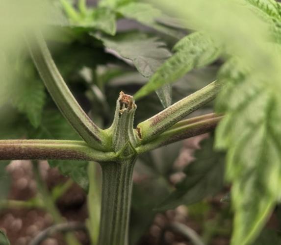 Wizard Trees - Studio Cherry. Week 5 - Day 33