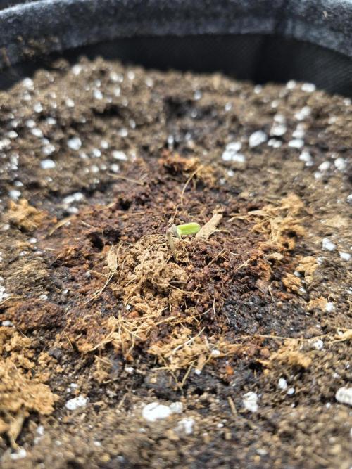 Strawberry Kiss - Mephisto Genetics. Week 1 - Day 1