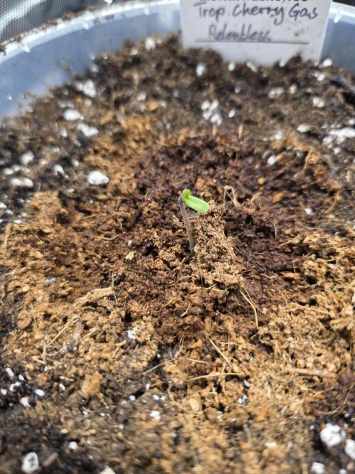 Trop Cherry Gas  - Relentlless. Week 1 - Day 1