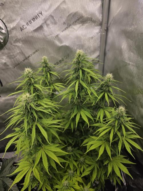 Pandora Auto - Paradise Seeds. Week 10 - Day 70