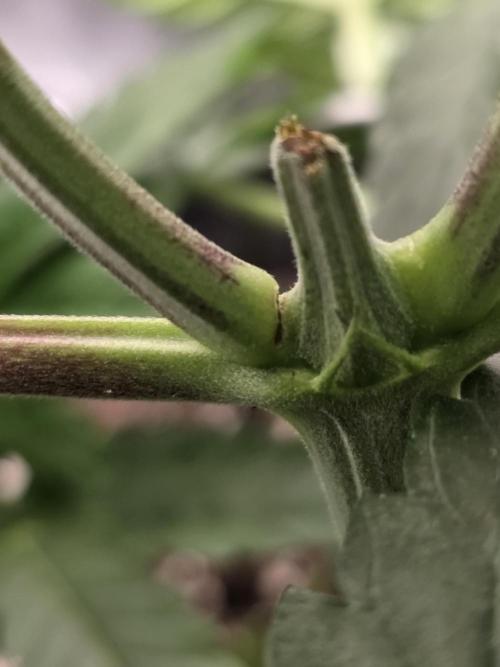 Wizard Trees - Studio Cherry. Week 5 - Day 34