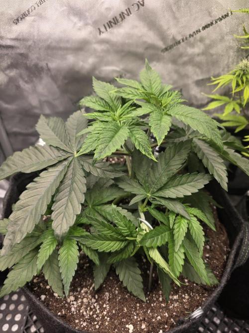 Wizard Trees - Studio Cherry. Week 5 - Day 34