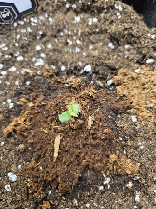 Strawberry Kiss - Mephisto Genetics. Week 1 - Day 2