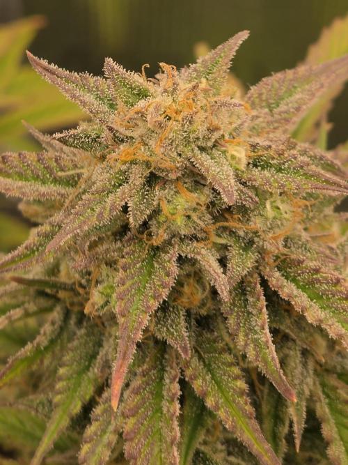 Slamberry - Speedrun Seeds. Week 10 - Day 66