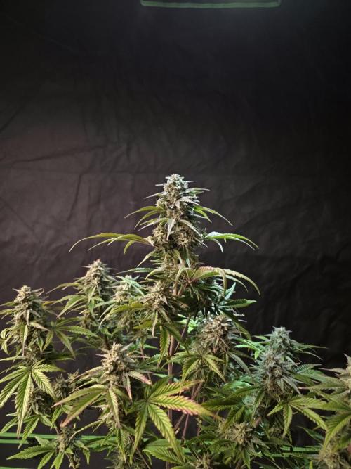 Slamberry - Speedrun Seeds. Week 10 - Day 67