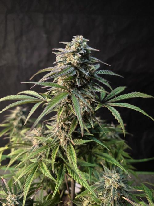 Slamberry - Speedrun Seeds. Week 10 - Day 67