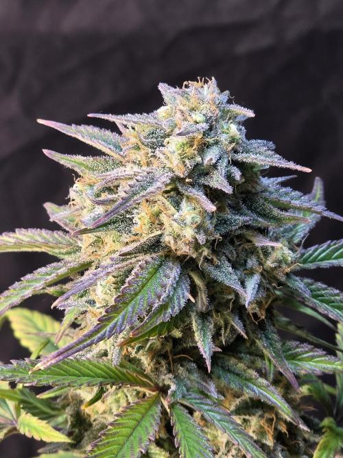 Slamberry - Speedrun Seeds. Week 10 - Day 67