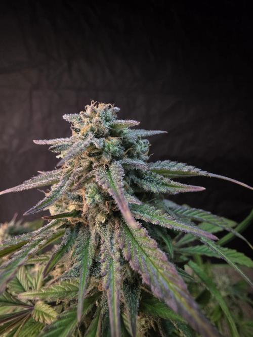 Slamberry - Speedrun Seeds. Week 10 - Day 67