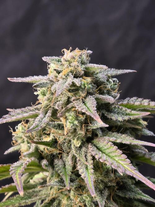 Slamberry - Speedrun Seeds. Week 10 - Day 67