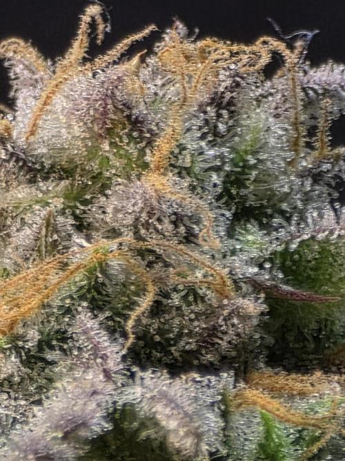 Slamberry - Speedrun Seeds. Week 10 - Day 67