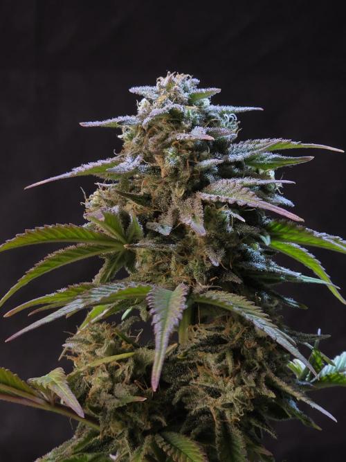 Slamberry - Speedrun Seeds. Week 10 - Day 67