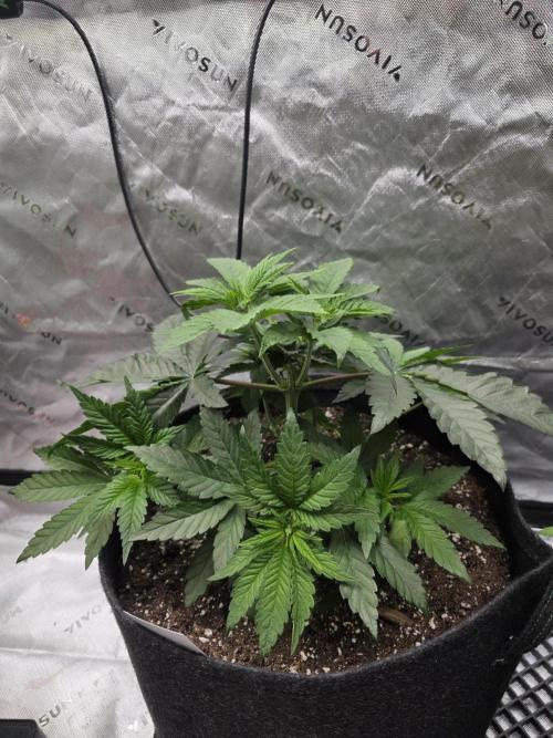 Wizard Trees - Studio Cherry. Week 5 - Day 35 - new tent