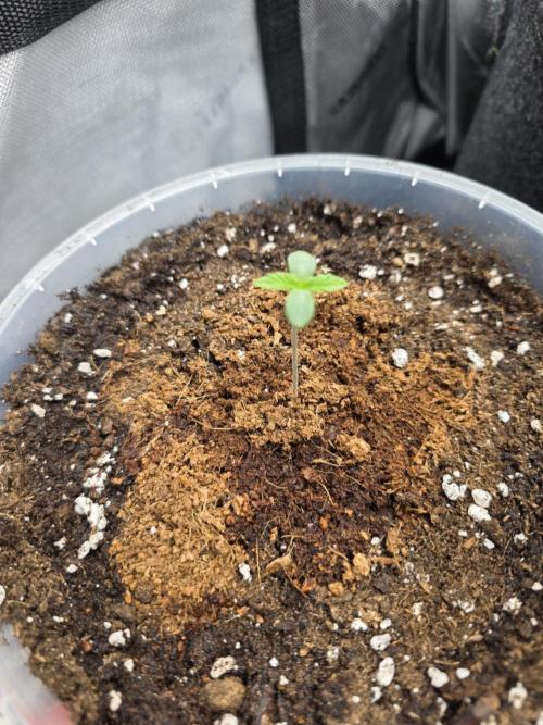 Trop Cherry Gas  - Relentlless. Week 1 - Day 3