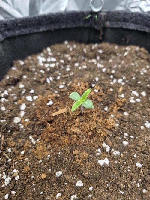 Strawberry Kiss - Mephisto Genetics. Week 1 - Day 3