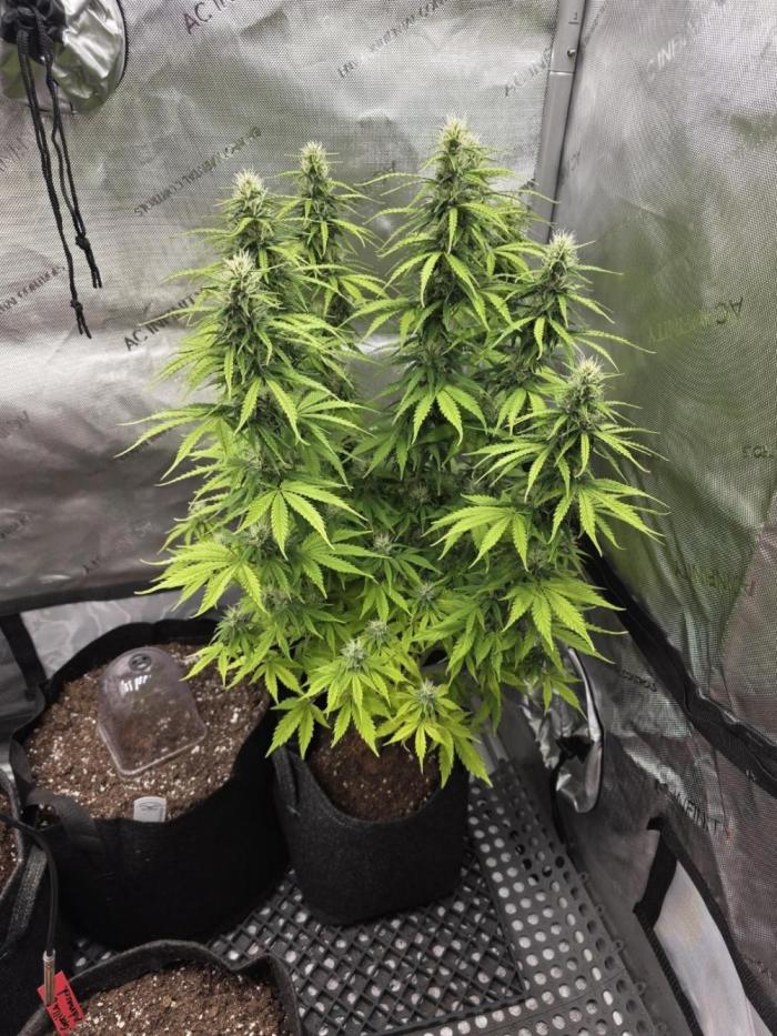 Pandora Auto - Paradise Seeds. Week 11 - Day 71