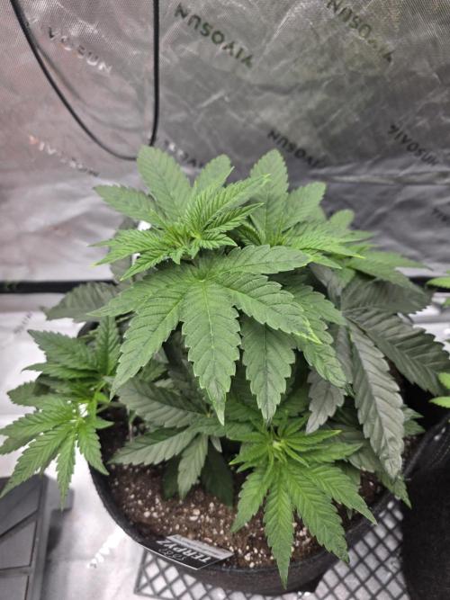 Wizard Trees - Studio Cherry. Week 6 - Day 36