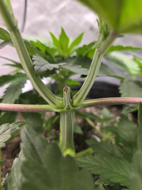 Wizard Trees - Studio Cherry. Week 6 - Day 36