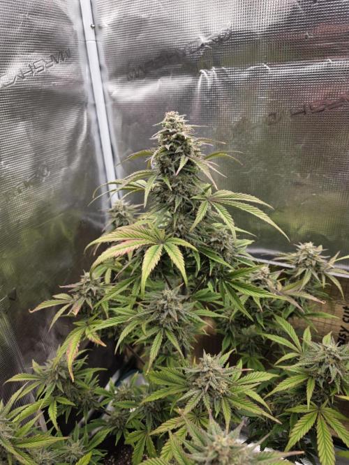 Slamberry - Speedrun Seeds. Week 10 - Day 68