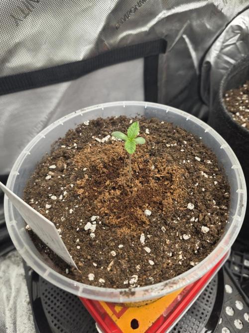 Trop Cherry Gas  - Relentlless. Week 1 - Day 4
