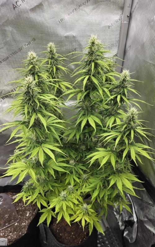 Pandora Auto - Paradise Seeds. Week 11 - Day 71