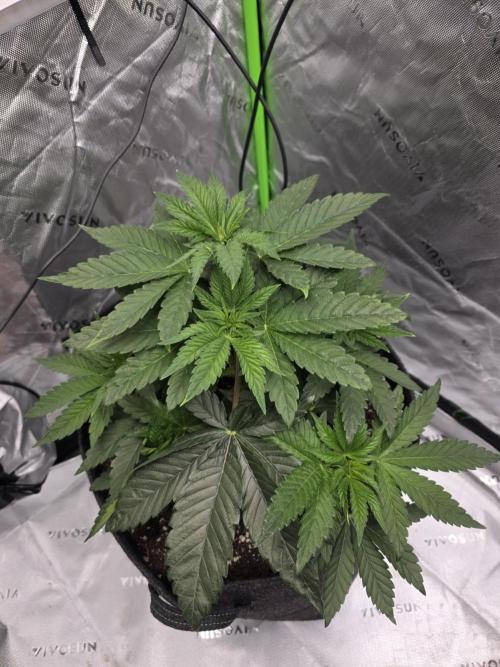 Wizard Trees - Studio Cherry. Week 6 - Day 37