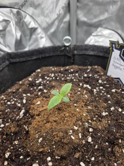 Strawberry Kiss - Mephisto Genetics. Week 1 - Day 5