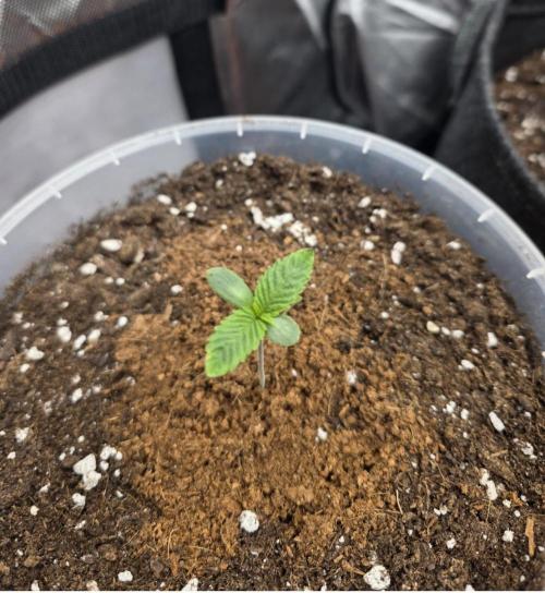 Trop Cherry Gas  - Relentlless. Week 1 - Day 5