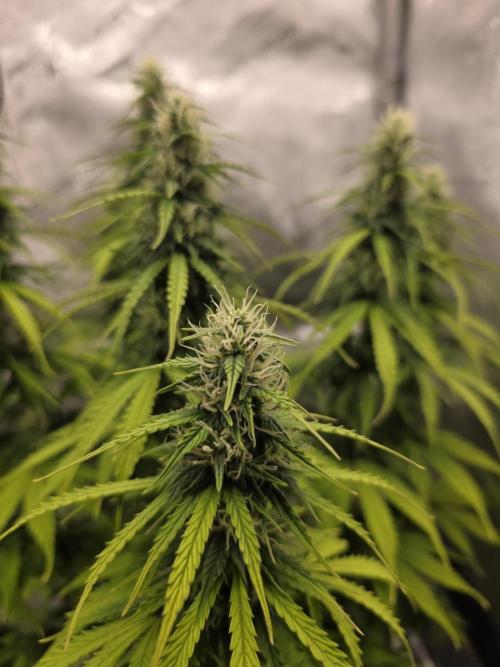 Pandora Auto - Paradise Seeds. Week 11 - Day 73