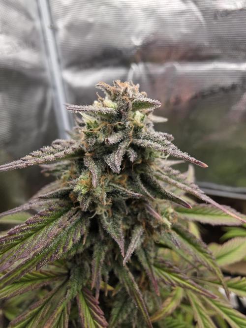 Slamberry - Speedrun Seeds. Week 10 - Day 69