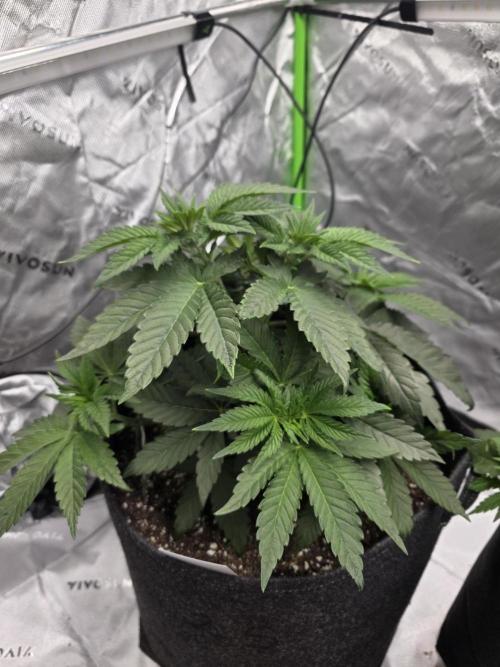 Wizard Trees - Studio Cherry. Week 6 - Day 38