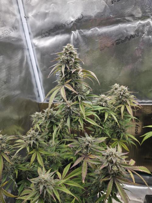 Slamberry - Speedrun Seeds. Week 10 - Day 70