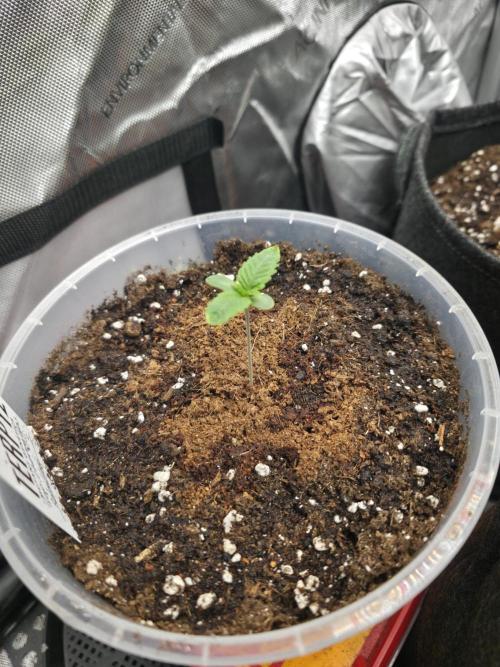 Trop Cherry Gas  - Relentlless. Week 1 - Day 6