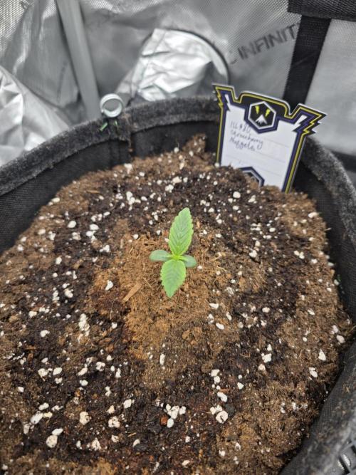Strawberry Kiss - Mephisto Genetics. Week 1 - Day 6