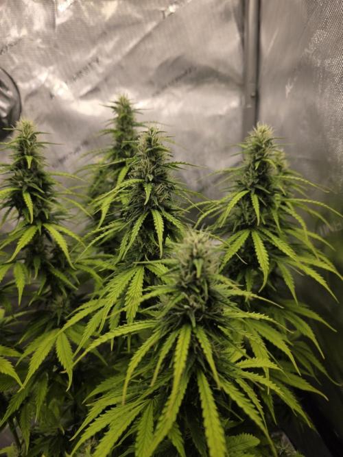 Pandora Auto - Paradise Seeds. Week 11 - Day 74