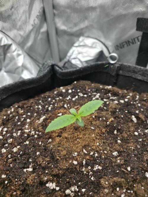 Strawberry Kiss - Mephisto Genetics. Week 1 - Day 7